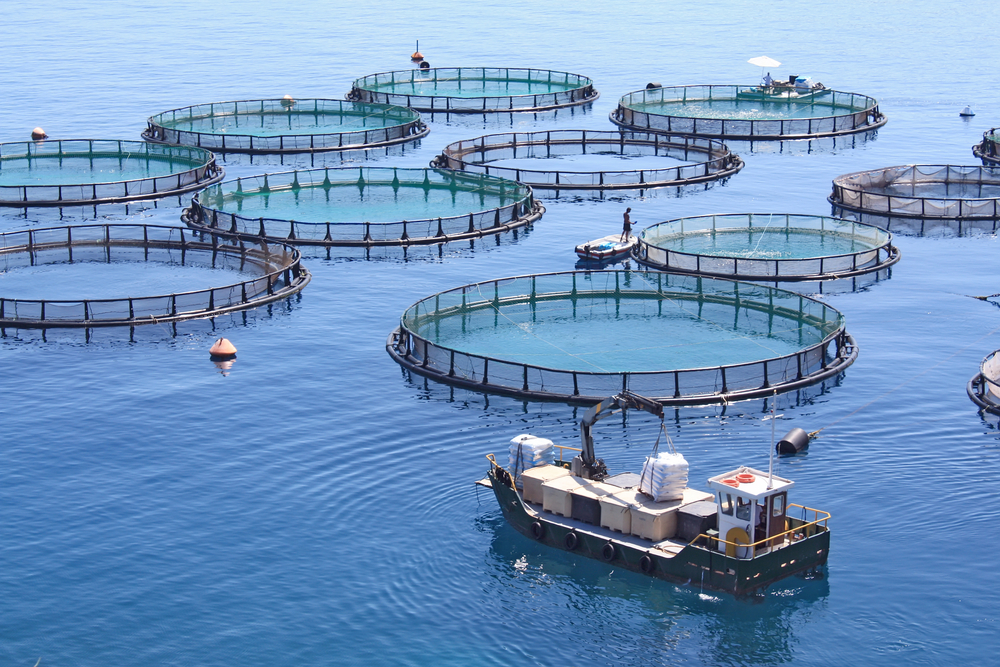 Vietnam Aquaculture Market Report, Industry Overview, Growth, Opportunities and Forecast 2019-2024