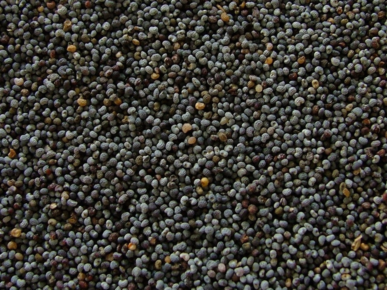 Poppy Seed Market Overview, New Opportunities & SWOT Analysis by 2025 