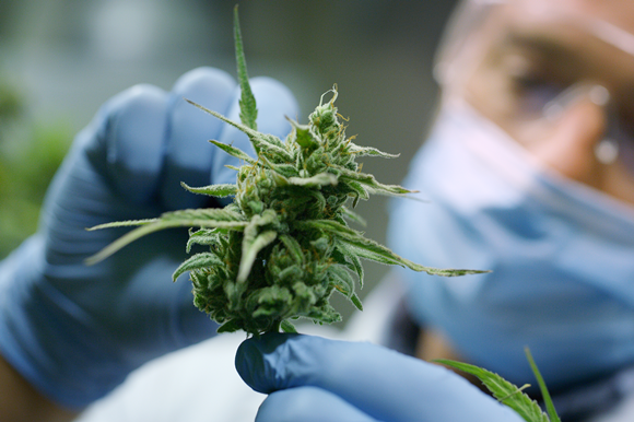 Study Explores: Medical Cannabis Market to Witness Stunning Growth | BOL Pharma, Tilray, Medreleaf, Aurora Cannabis