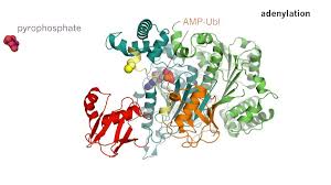 Catalysts & Enzymes Market: Know Reasons Why Opportunity Knocks Again