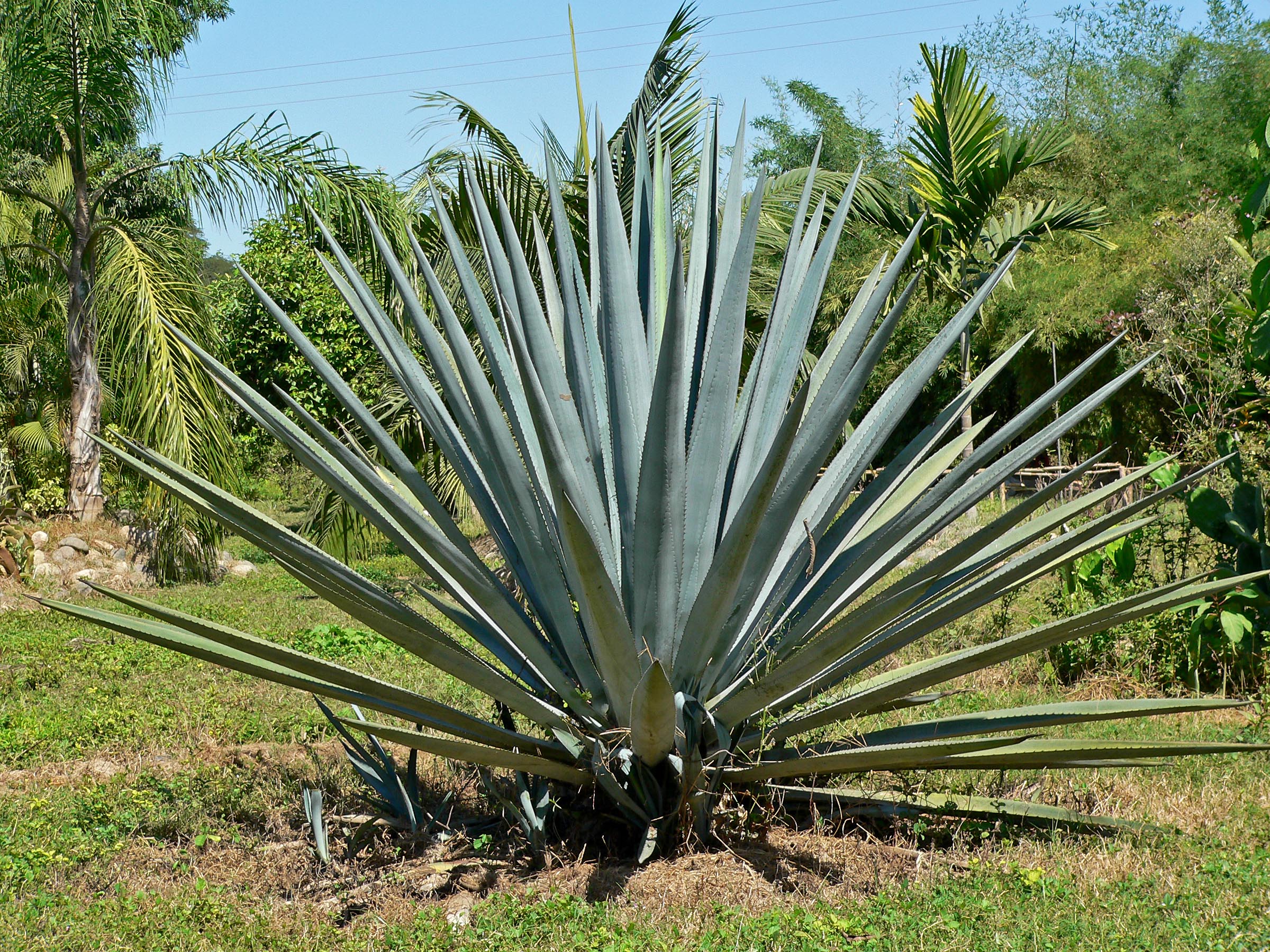 Blue Agave Market Growing Technology Trends, Demand and Business Opportunities by 2026