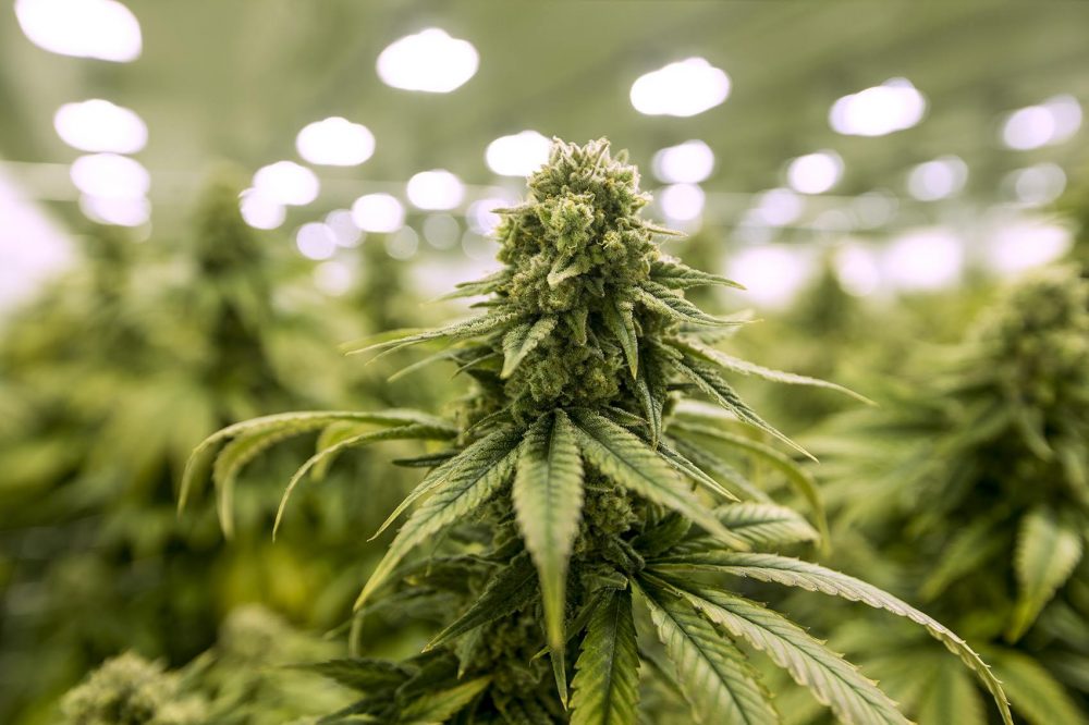 Here\'s Why 2020 Could Be Another Big Year for Legal Cannabis Market