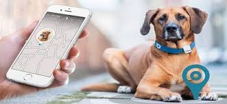 Latest Release: Smart-Connected Pet Collars Market is Booming Worldwide to Generate Massive Revenue