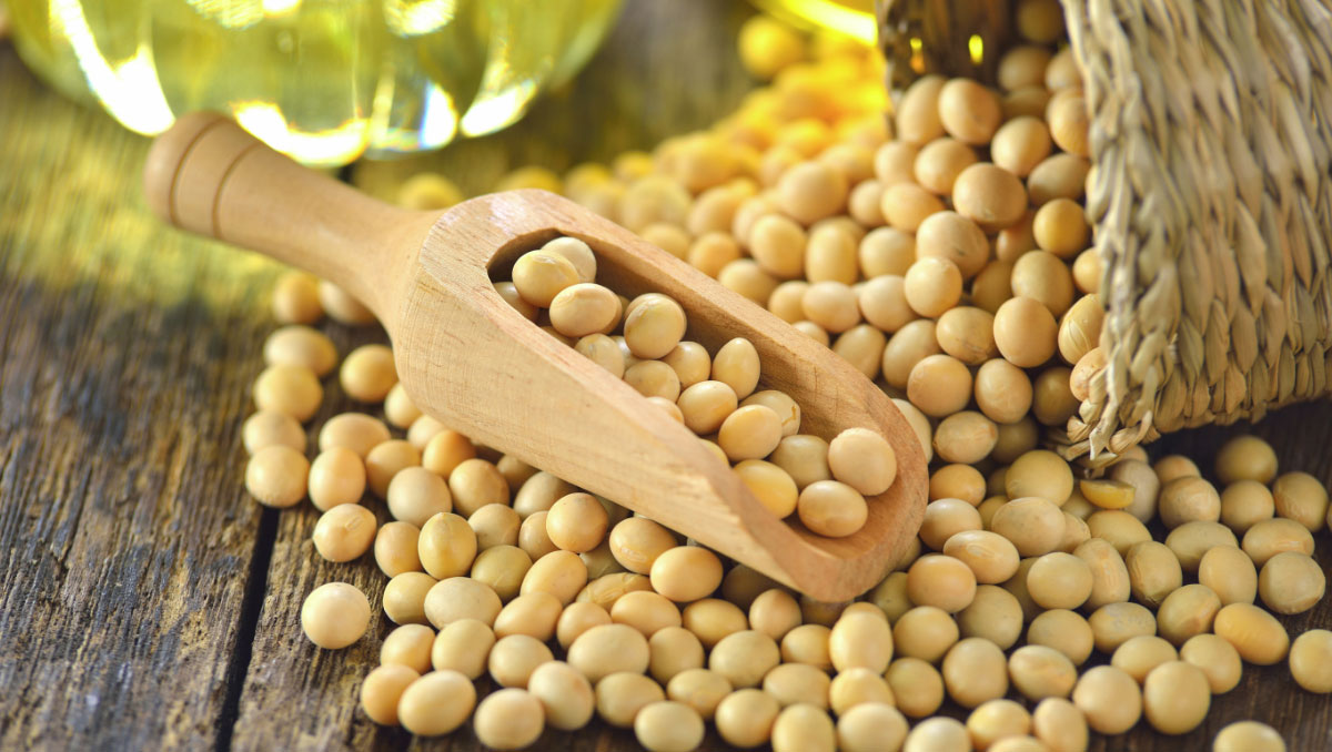 Soybean Market Report, Price Analysis, Outlook, Trade Analysis, Value Chain Analysis, Indicators for Demand, Cost Analysis, Forecast 2020-2025