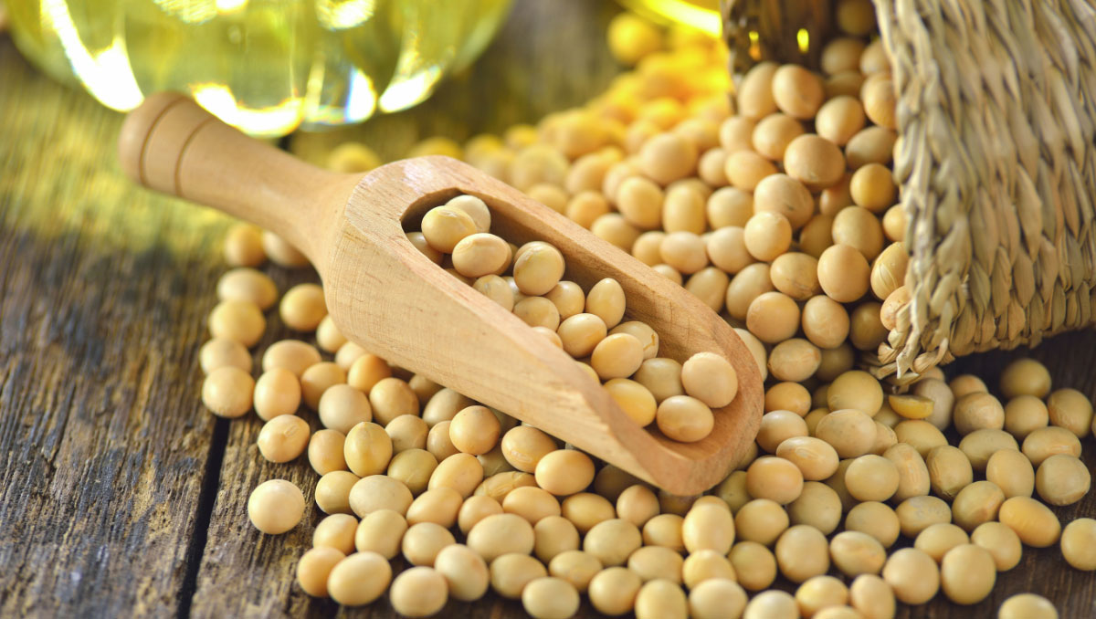 Soybean Market Report, Price Analysis, Outlook, Trade Analysis, Value Chain Analysis, Indicators for Demand, Cost Analysis, Forecast 2020-2025 Soybean Market Report, Price Analysis, Outlook, Trade Analysis, Value Chain Analysis, Indicators for Demand, Cost Analysis, Forecast 2020-2025