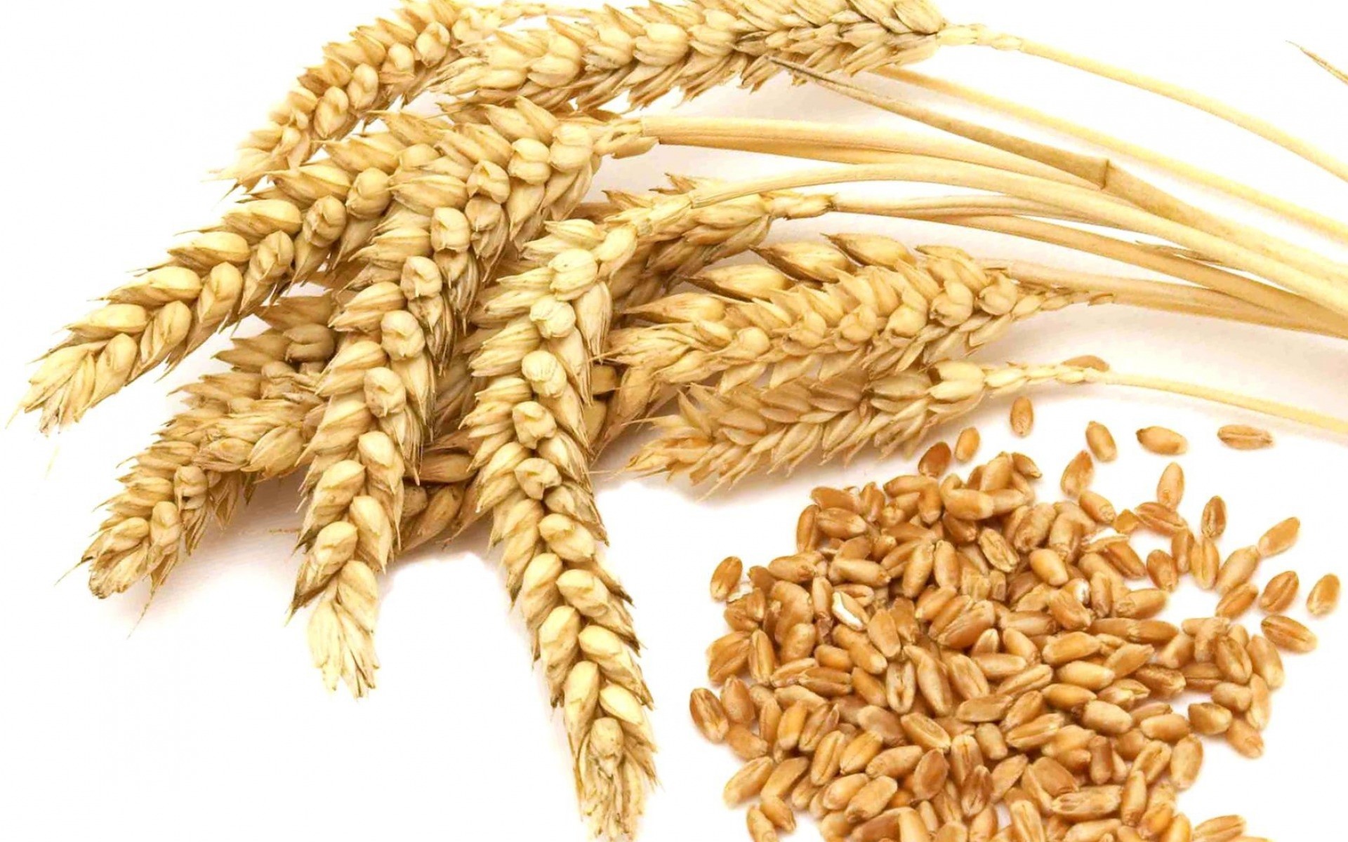 Wheat Market Report, Price Analysis, Size, Share, Industry Growth, Trends, Outlook, Forecast 2020-2025