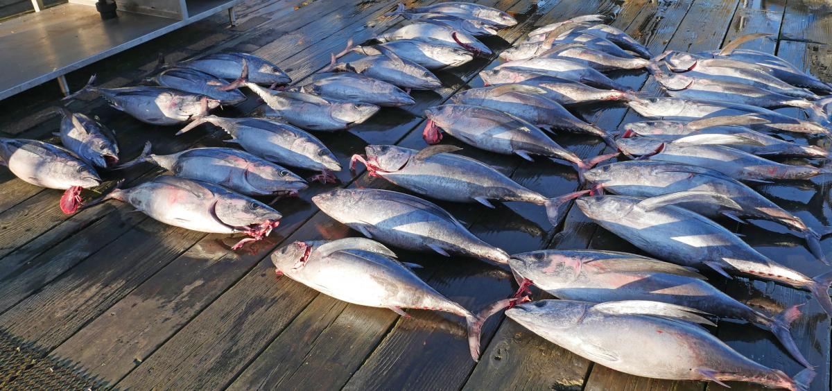Tuna Market Leaders: Global Industry Size, Share 2020, Price Trends, Growth, Sales, Revenue and Forecast Till 2025