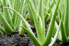 Aloe Vera Market May Set Epic Growth Story with Major Giants Herbalife, Terry Laboratories, Aloe Farms