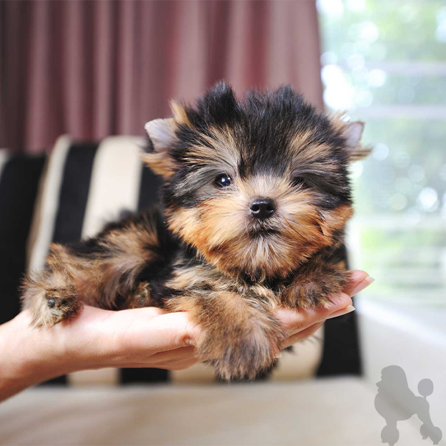 Puppy Therapy Makes It Easier To Find a Perfect Teacup Puppy For Everyone Puppy Therapy Makes It Easier To Find a Perfect Teacup Puppy For Everyone
