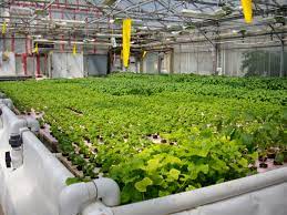 Aquaponics Market looks to expand its size in Overseas Market with Leading Manufacturers like : PFAS , EcoGro , Aquaponic Lynx  , Aquaponics Place