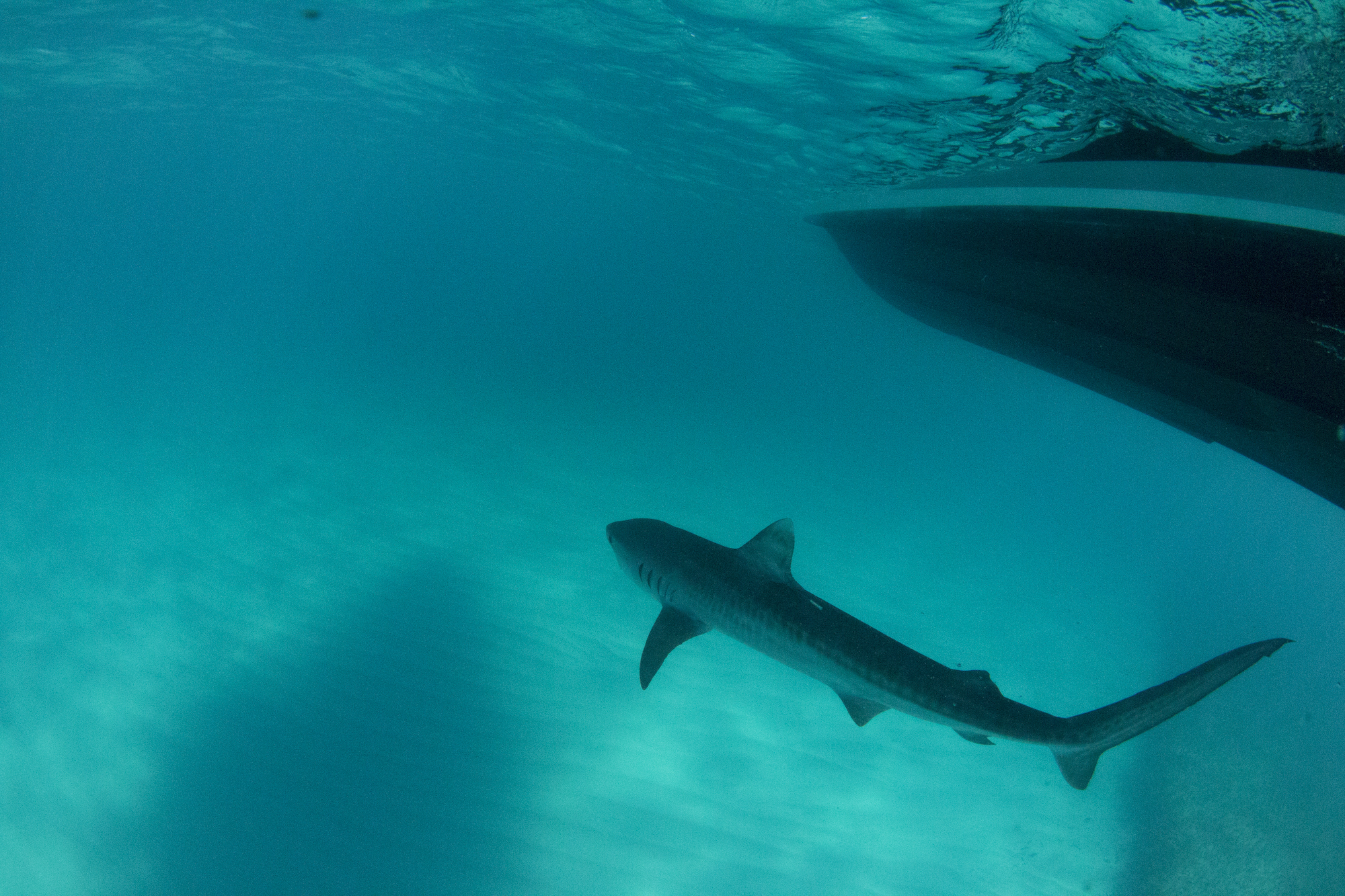 All-Female Team Leading Expedition Focused on Juvenile Tiger Sharks in Turks and Caicos All-Female Team Leading Expedition Focused on Juvenile Tiger Sharks in Turks and Caicos