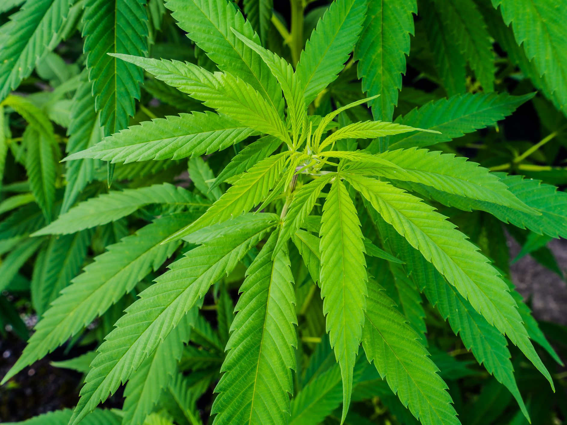 At 34% CAGR Rise, Global Industrial Hemp Market Size Value Anticipated USD 36 Billion by 2026: Report by Facts & Factors