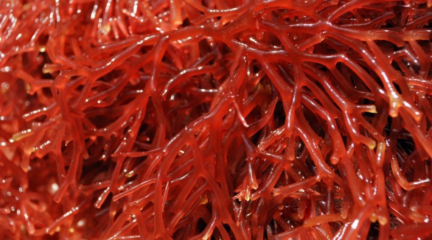 Carrageenan Market Size, Growth, Scope, Structure, Opportunity and Forecast 2021-2026