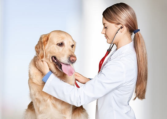 Pet Care Market Emerging Trend, Advancement, Growth And Business Opportunities 2021 to 2031