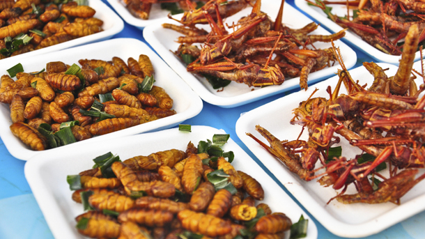 The Edible Insects Market: Meticulous Research® Reveals Why This Market is Expected to Grow at a CAGR of 26.5% from 2020 to 2027 to reach $4.63 billion by 2027