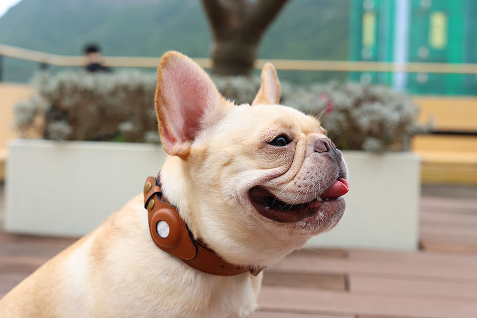 New Company Paw Trackers Announces Tracking Collar That Uses Apple Technology (AirTags) To Keep Dogs Safe 