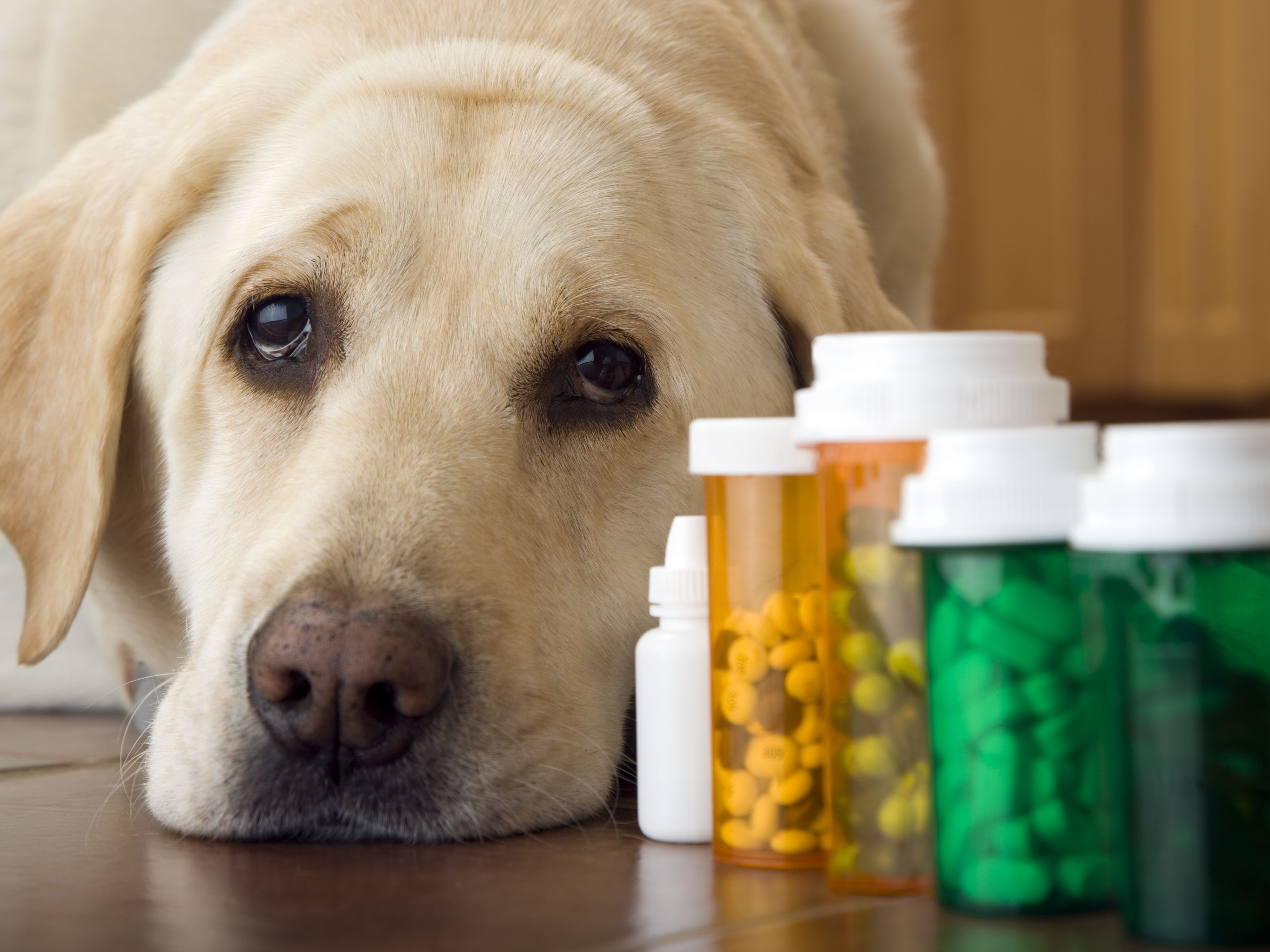 Pet Dietary Supplement Market Size Expected to Reach USD 6.13 BN By Forecast Year 2031