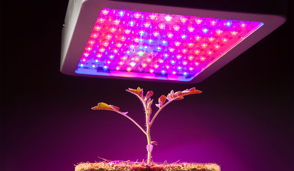 Grow Light Market Poised A Staggering Growth Worth $11.5 Billion By 2031- Technological Advancements, Key Companies