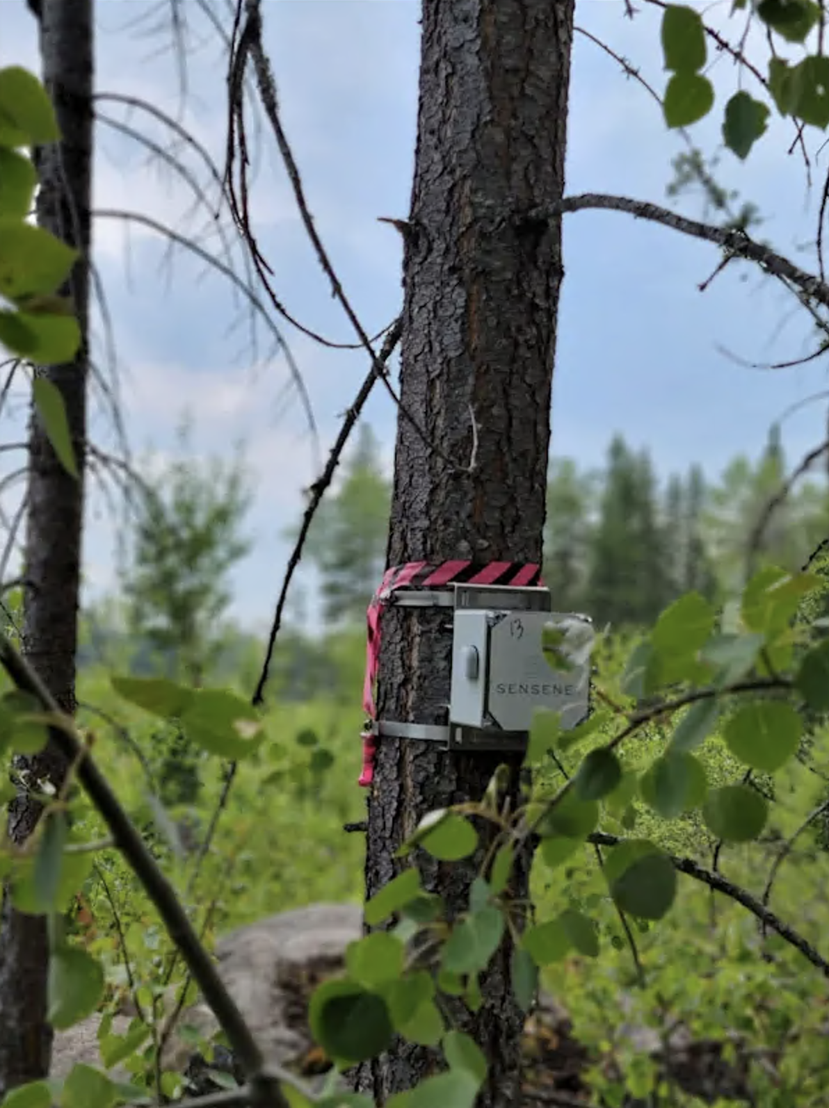 Canadian AI-Based Company SenseNet Launches IoT Solution to Detect and Combat Wildfires