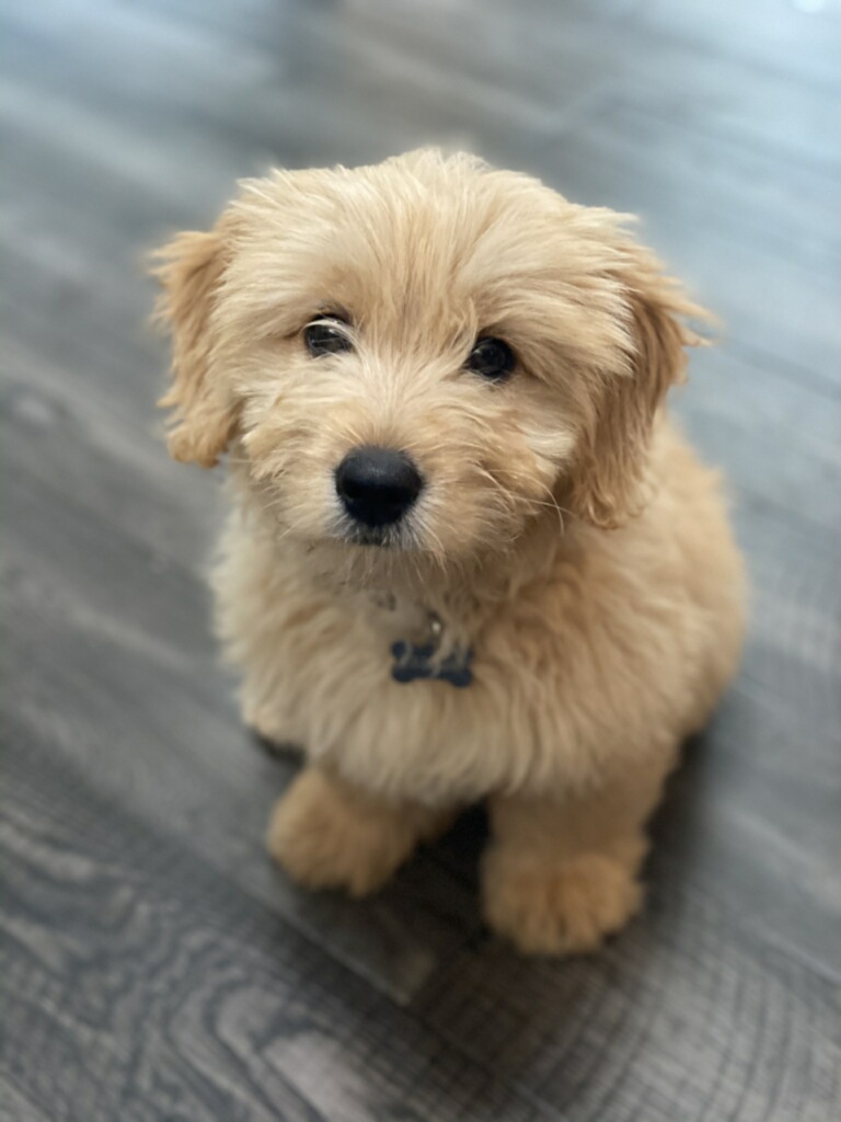 Dog Expert Unveils Myth of Hybrid Vigor in Goldendoodle Breeding