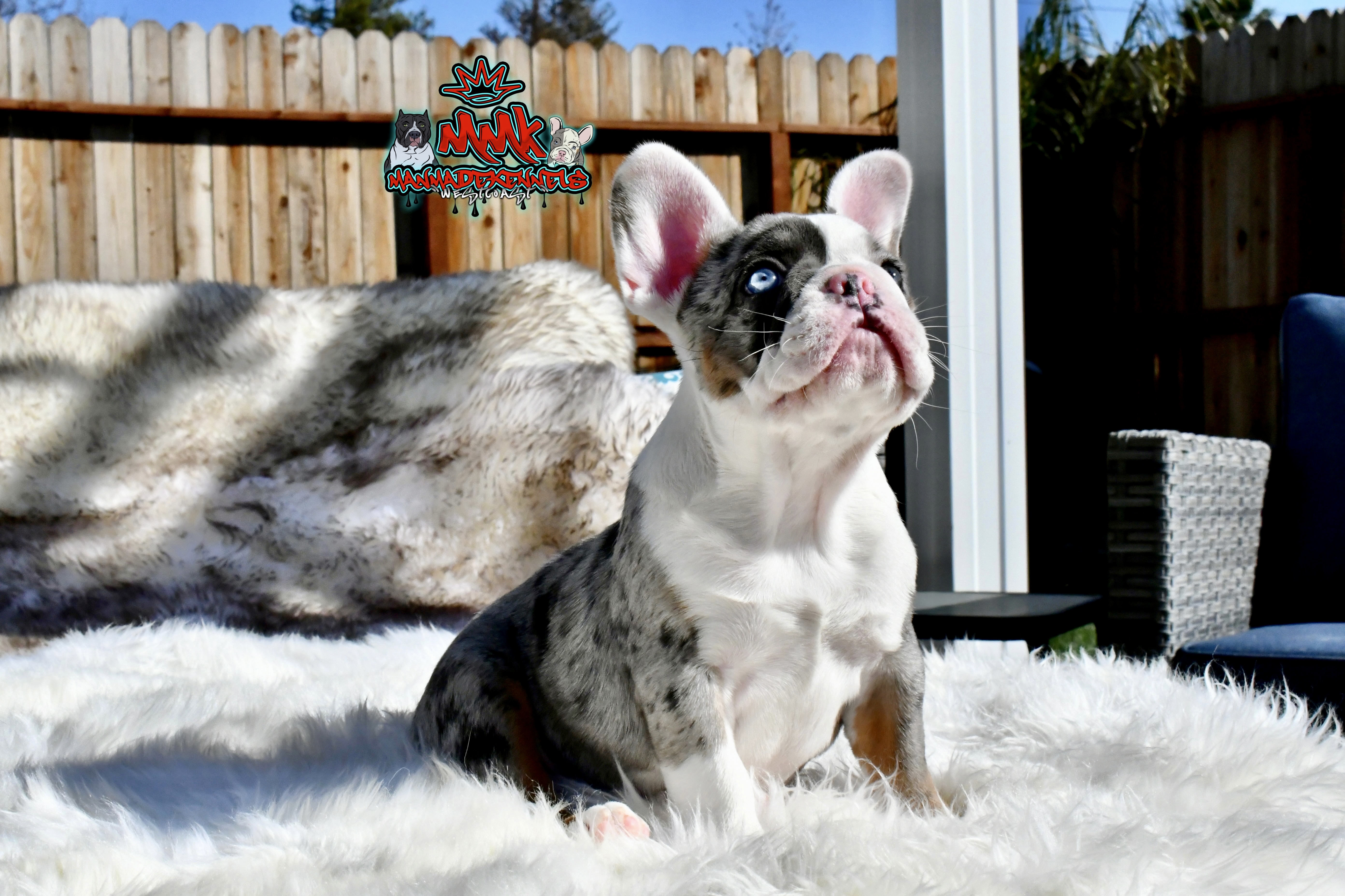 Norcal frenchies cheap