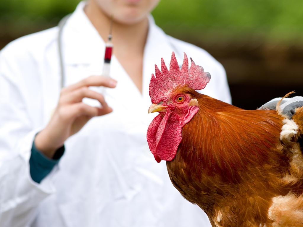 Poultry Diagnostics Market worth US$ 1.1 Bn by 2028 - Size, Industry Trends, Key Players and Forecast