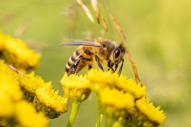 2022’s World Bee Day Addresses Young People 