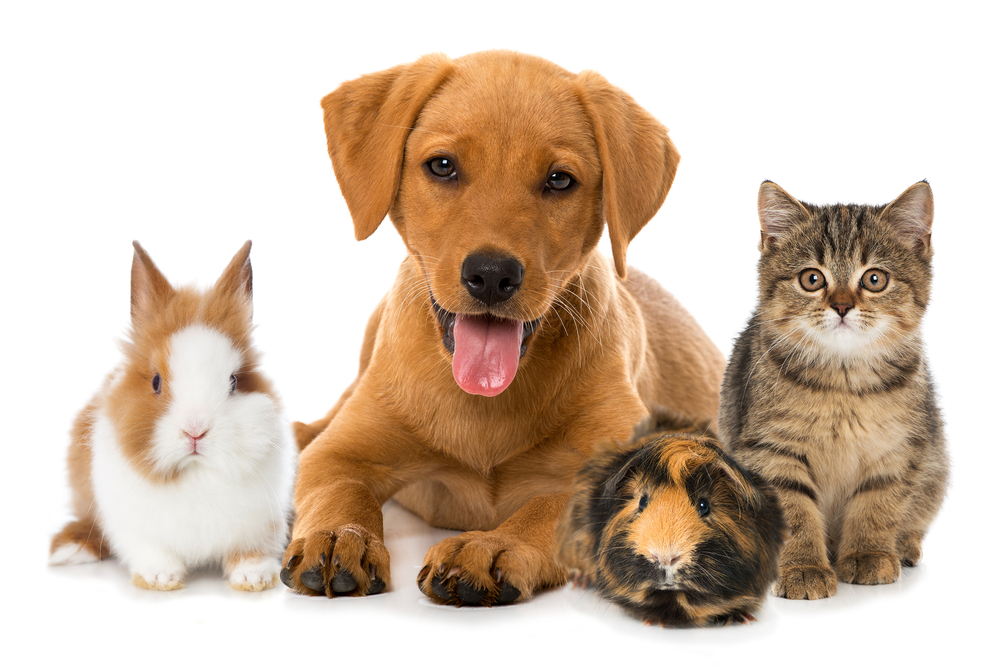 Pet Insurance Market Research Report 2022 | Share, Trends, Growth, Size and Forecast 2027