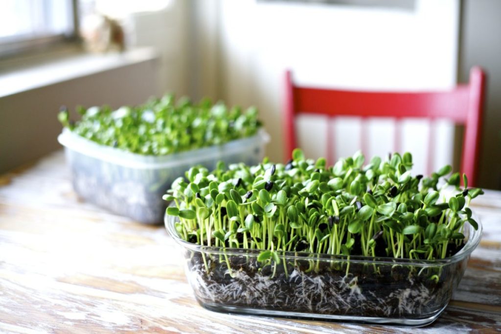 Microgreens Market Report 2022, Price Analysis, Industry Growth Rate, Top Companies Share, Size, and Forecast Till 2027