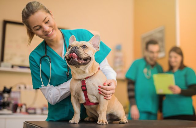 Veterinary Medicine Market Report 2022-2027, Industry Trends, Growth Analysis, Statistics, Top Companies Share, and Forecast