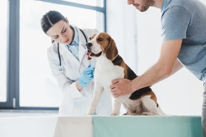 Companion Animal Health Market Report 2022: Global Size, Industry Growth, Regional Analysis and Forecast to 2027