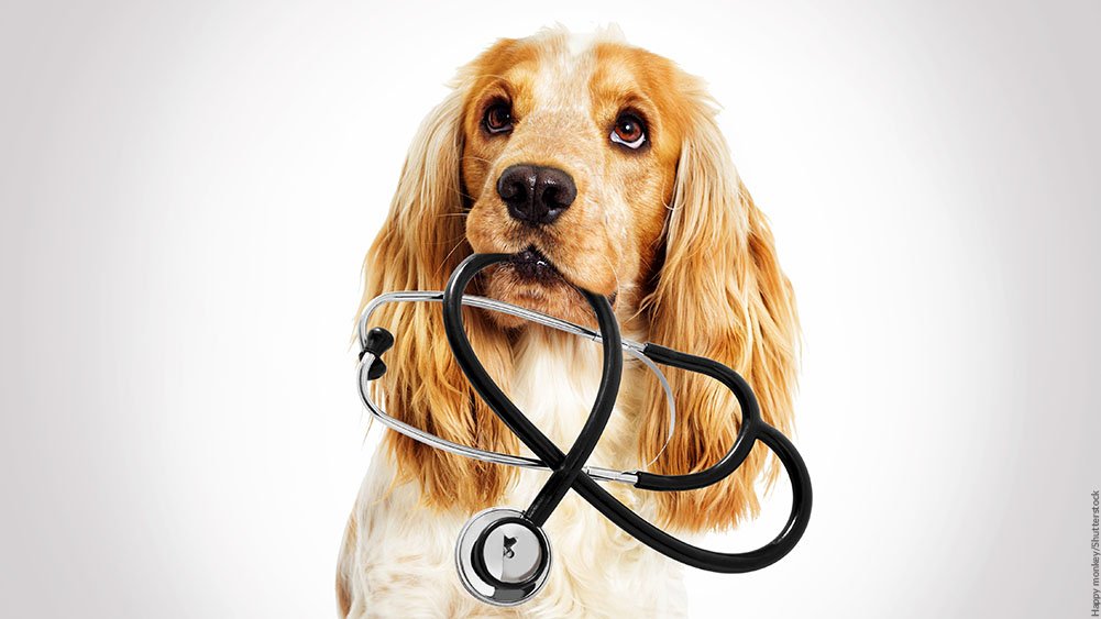 Animal Health Market Share: Global Size, Growth, Trends, Top Companies, Research Report 2022-2027