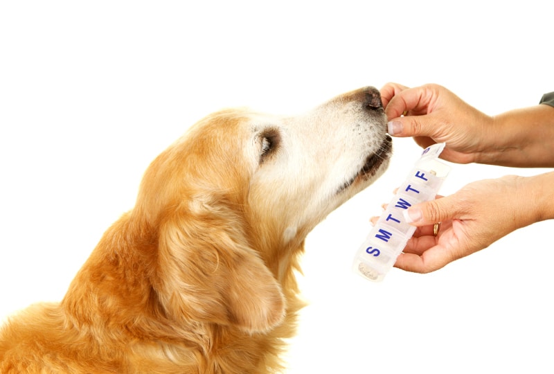 Pet Supplement Market Size, Growth, Pet Type, Distribution Channel, Source, Application, Geographical Analysis and Revenue Forecast by 2022-2027
