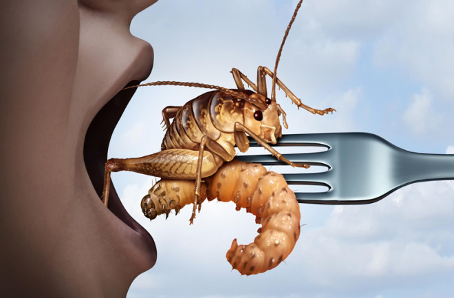 Edible Insects Market Share, Size, Growth | Industry Analysis Report 2022-2027