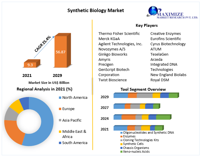 Synthetic Biology Market Is Expected to Grow at a CAGR of 25.4% by 2029 by Tool, Technology, Application, and Region.