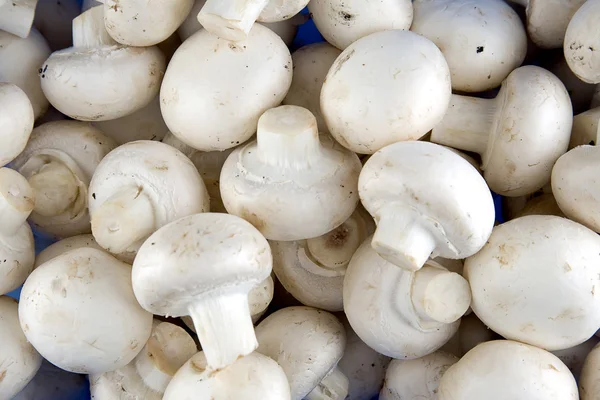 India Mushroom Market: Industry Overview, Sales Revenue, Demand and Forecast by 2023-2028