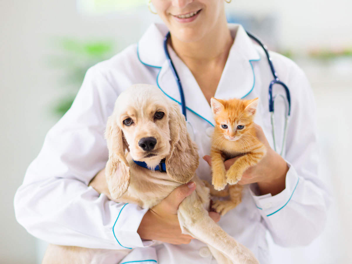 Pet Dog Insurance Market to See Huge Growth by 2027 | Trupanion, Nationwide, Hartville Group, Petplan