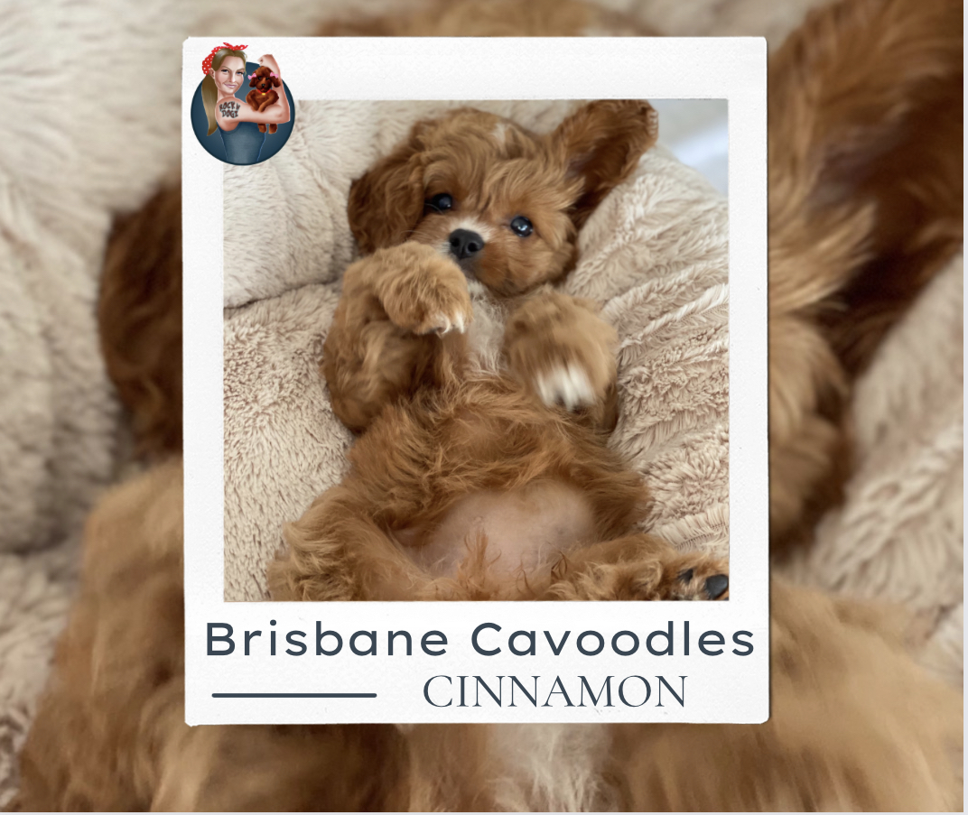 Aussie Couple Brings The Cutest Bunch Of Cavoodles To Cuddle With