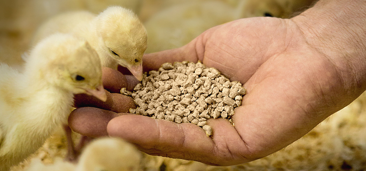 Animal Feed Market Size to Reach US$ 606.3 Billion by 2028, Growth Rate (CAGR) of 3.3%