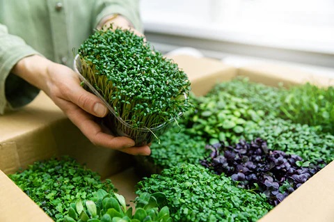 Microgreens Market Research Report 2023-2028: Top Key Players Analysis, Future Growth Opportunity, Demand and Forecast