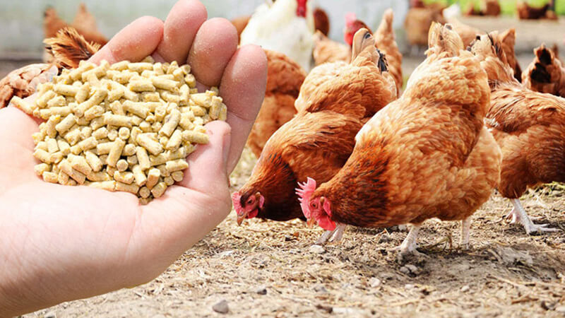 Poultry Feed Market Size to Reach US$ 257.4 Billion, CAGR 4% and Forecast By 2028 | IMARC Group