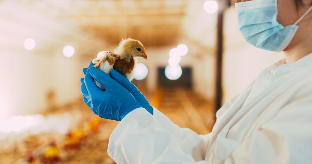 Poultry Diagnostics Market Size to Reach US$ 791.2 Million by 2028, Growth Rate (CAGR) of 10.2%