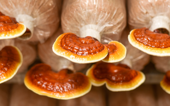 Reishi Mushroom Market Size, Trends, Leading Companies, Industry Analysis, Latest Insights and Forecast 2023-2028