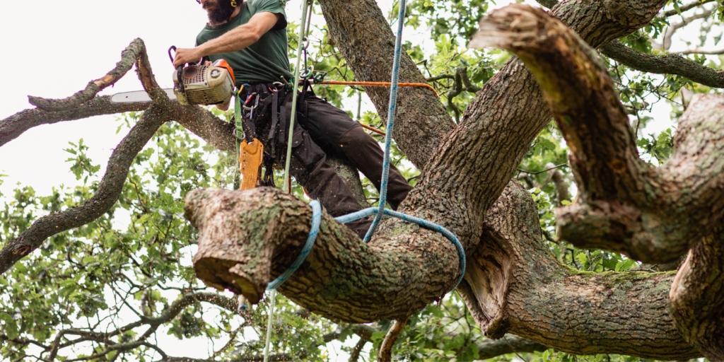 Tree Surgeons Unite Against Vandalism: Advocating Enhanced Protection for Heritage Trees in Wake of Sycamore Gap Incident