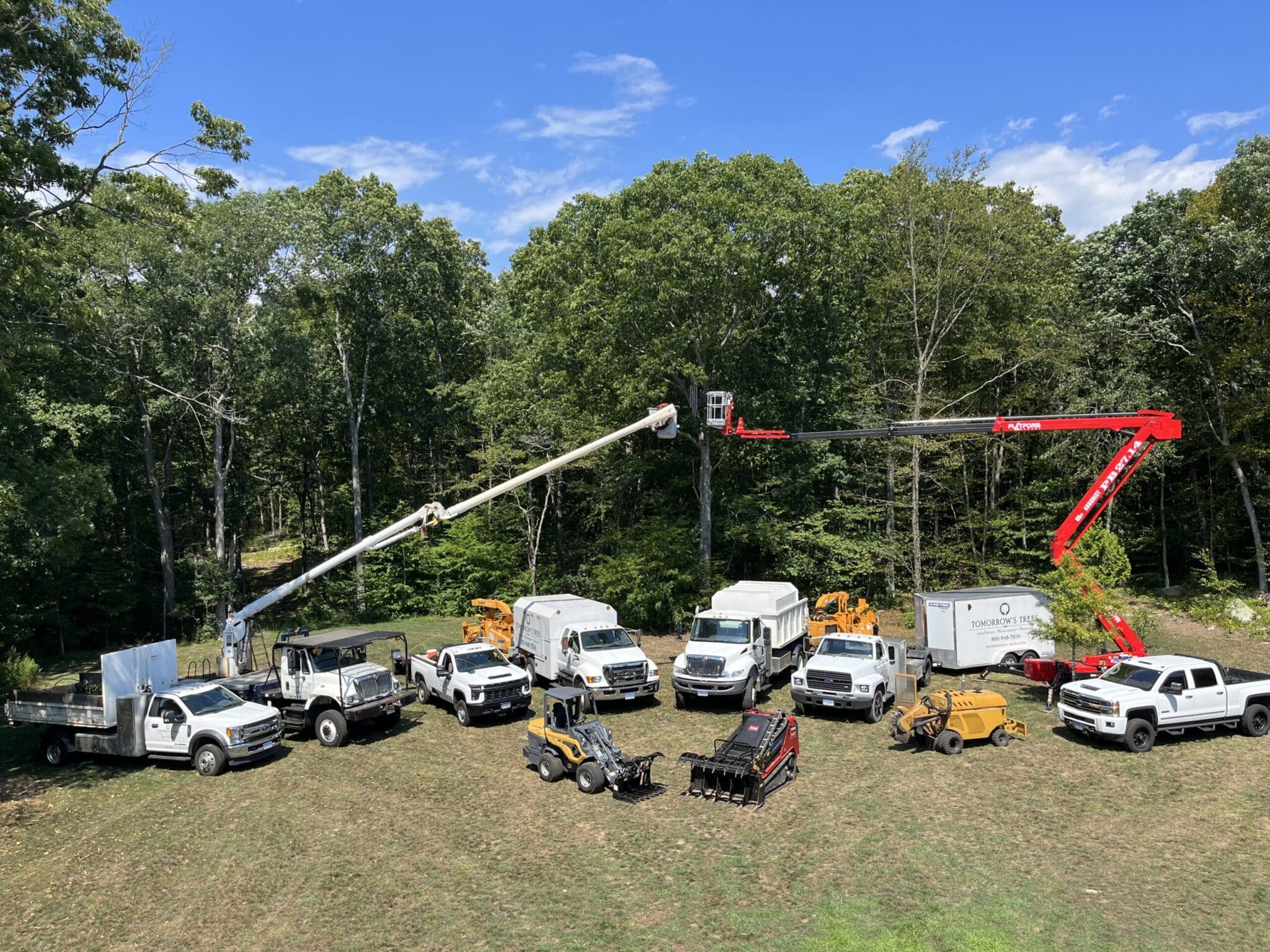 Tomorrow's Tree LLC: Premier Tree Care Service Provider in Connecticut