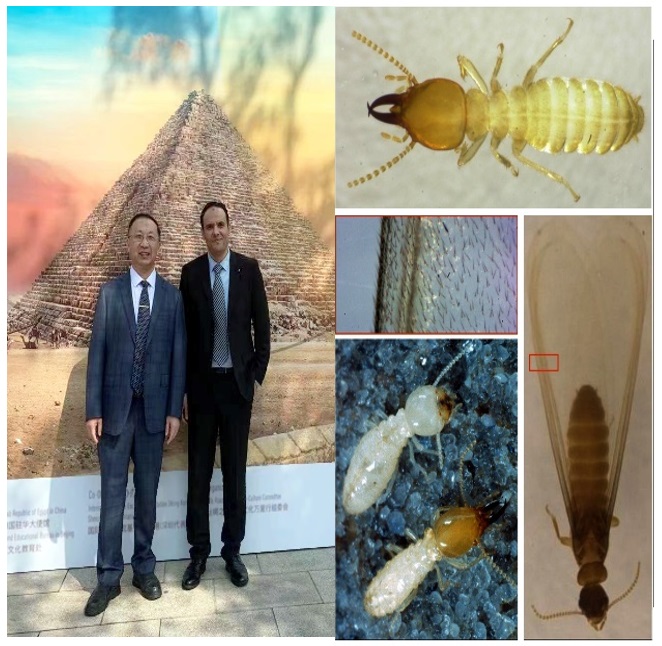 Egyptian Scientist Prof. Sameh S. Ali Breaks New Ground in Biotechnology, Harnessing Termite Microbes for Environmental Solutions