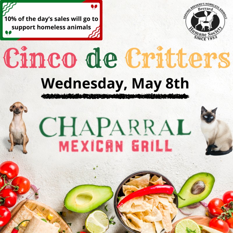 Tacos and Charity: Cinco de Critters Returns to Support Brevard's Homeless Animals