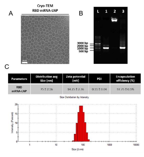 CD Bioparticles Announces Comprehensive Assay Portfolio for mRNA-LNP Vaccine Development