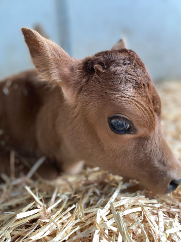 Mini Jersey Cattle Enthusiasts