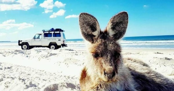 bribie island 4wd tour